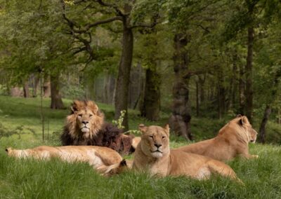 Knowsley Safari Park & Lowther Castle